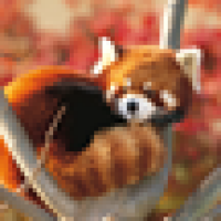 pp